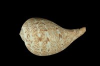 藏品(花球枇杷螺)的圖片